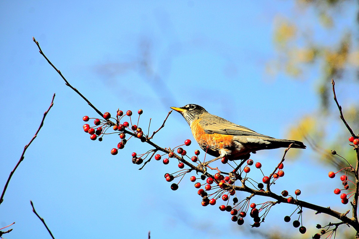 American Robin - ML625679329