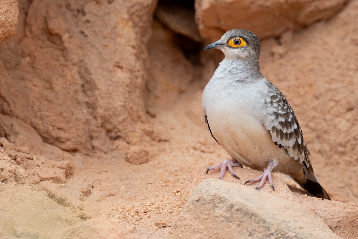 Bare-faced Ground Dove - ML625679391