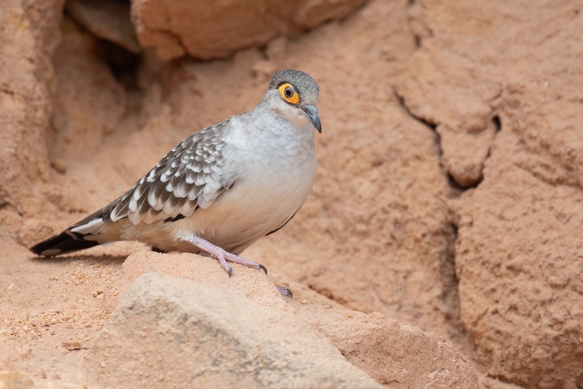 Bare-faced Ground Dove - ML625679392