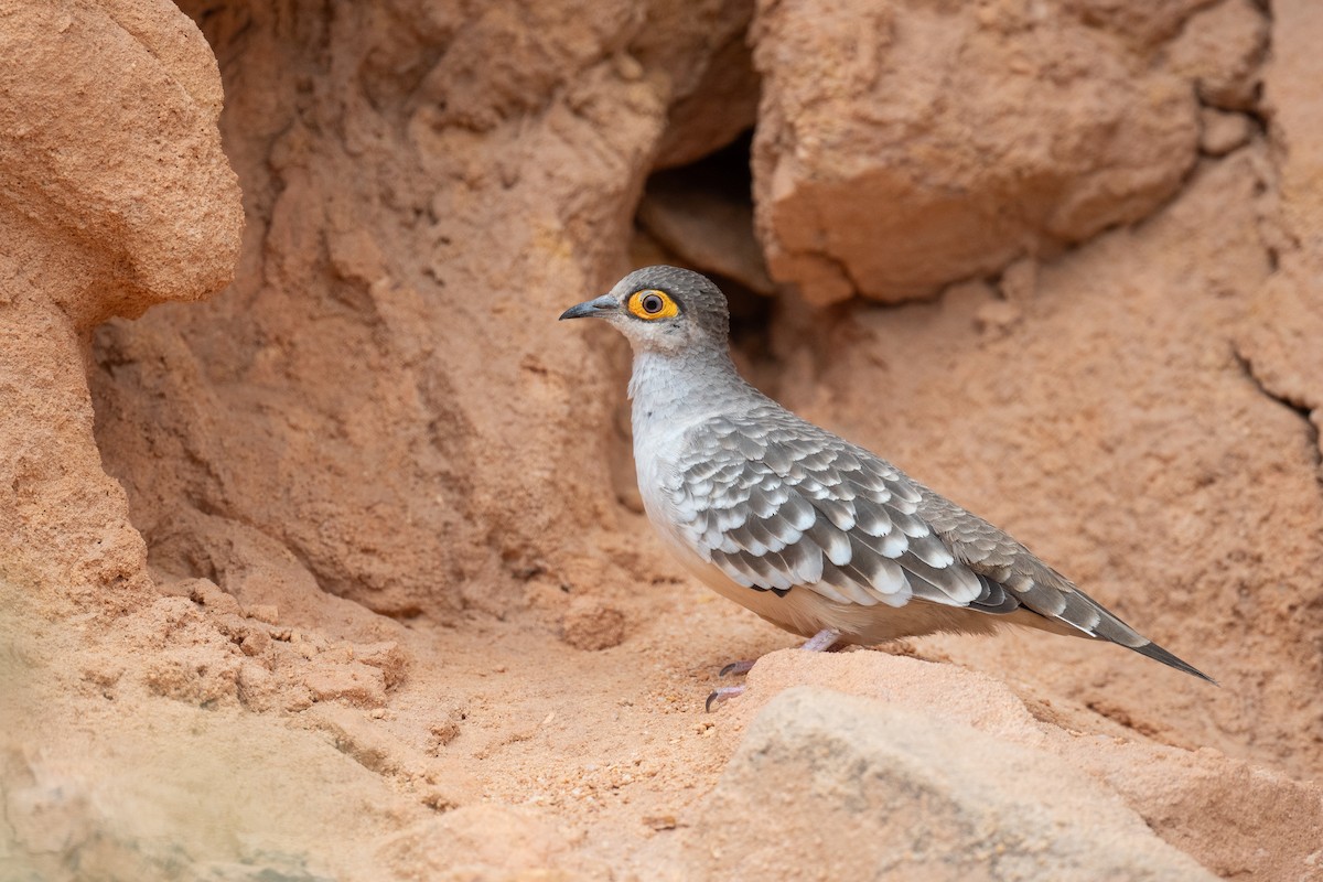 Bare-faced Ground Dove - ML625679395