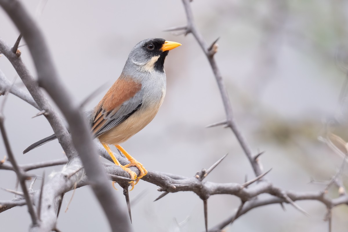 Buff-bridled Inca-Finch - ML625679401