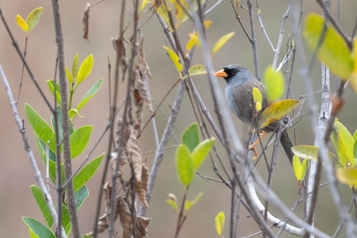 Gray-winged Inca-Finch - ML625679502