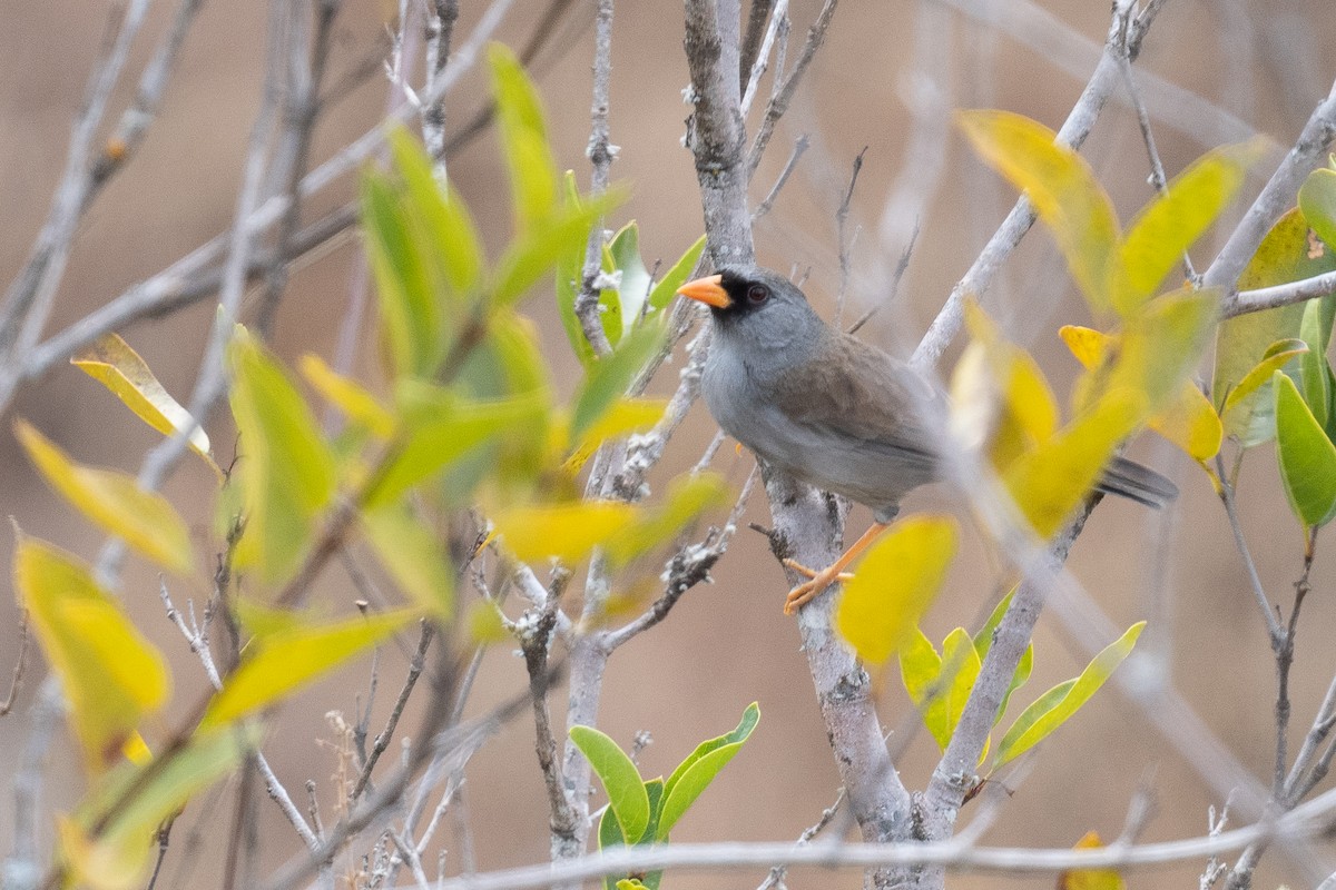 Gray-winged Inca-Finch - ML625679503