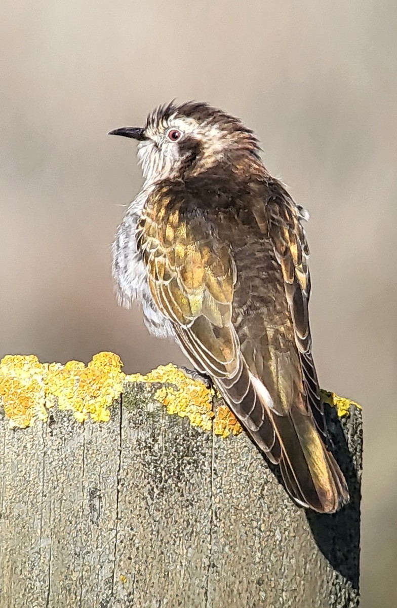 Horsfield's Bronze-Cuckoo - ML625679537