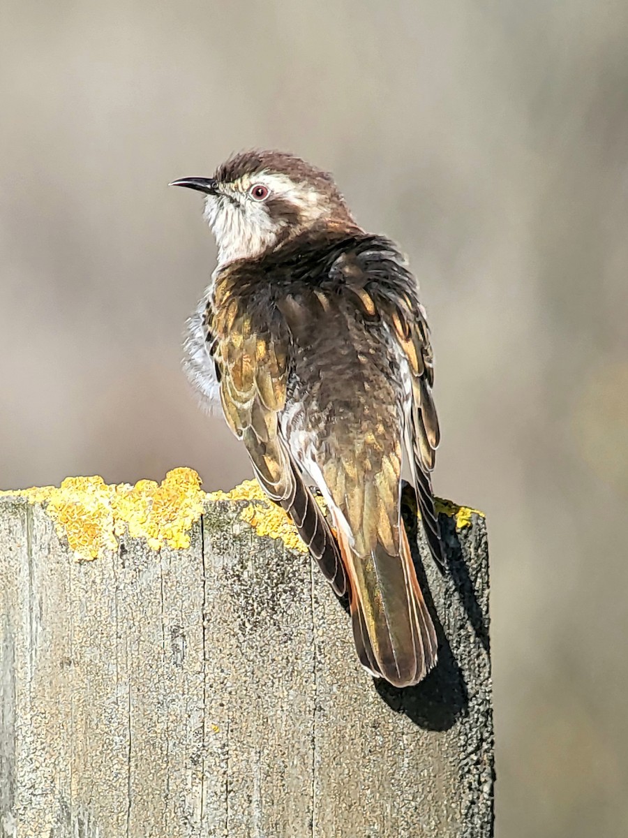 Horsfield's Bronze-Cuckoo - ML625679538