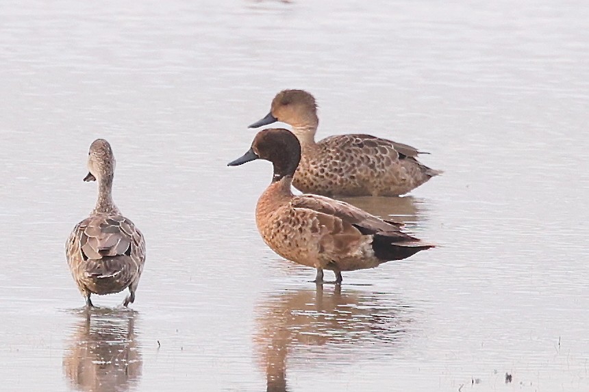 Chestnut Teal - ML625679702