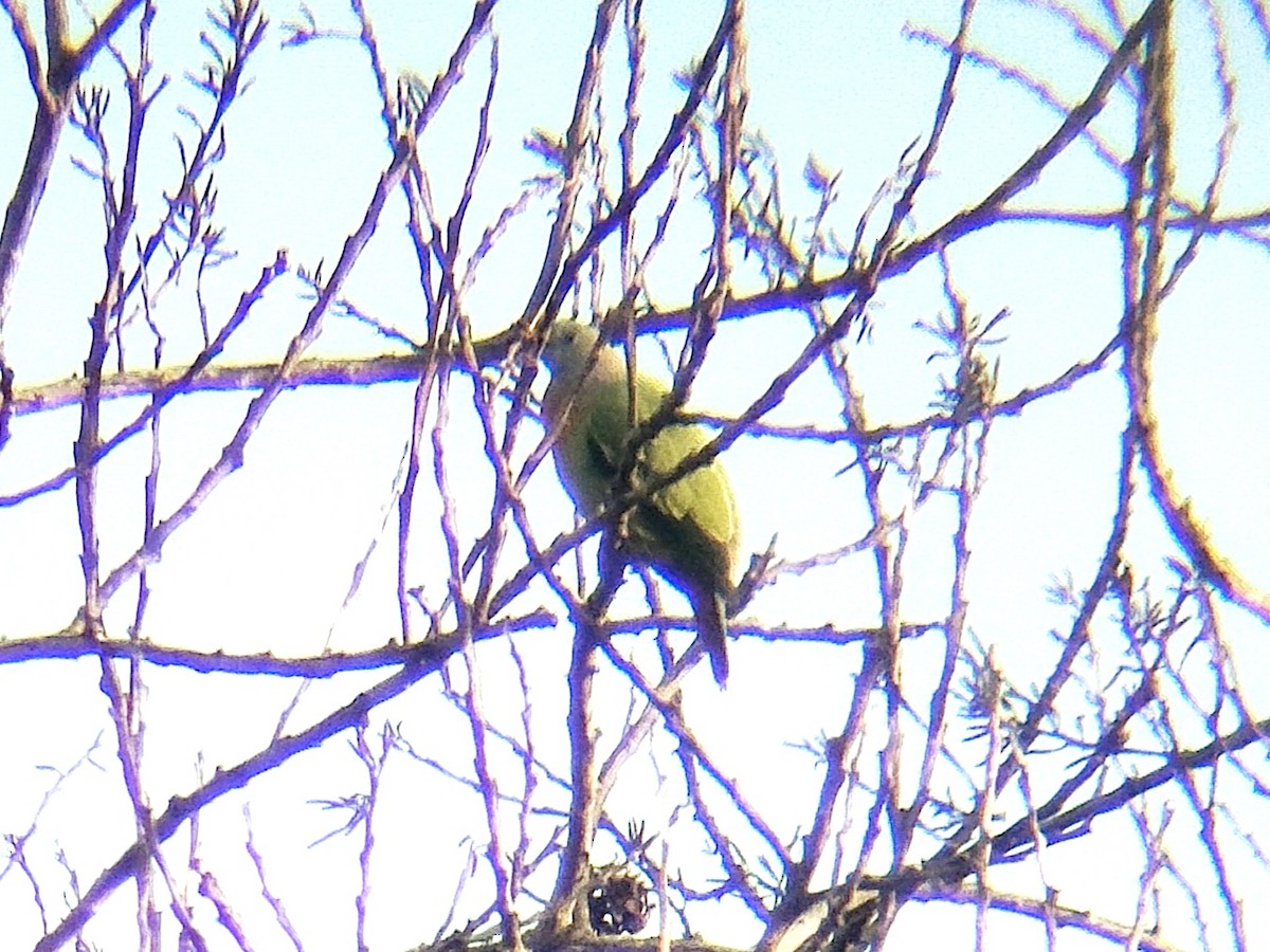 Pink-necked Green-Pigeon - ML625679715