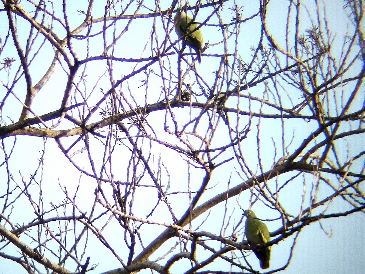 Pink-necked Green-Pigeon - ML625679716