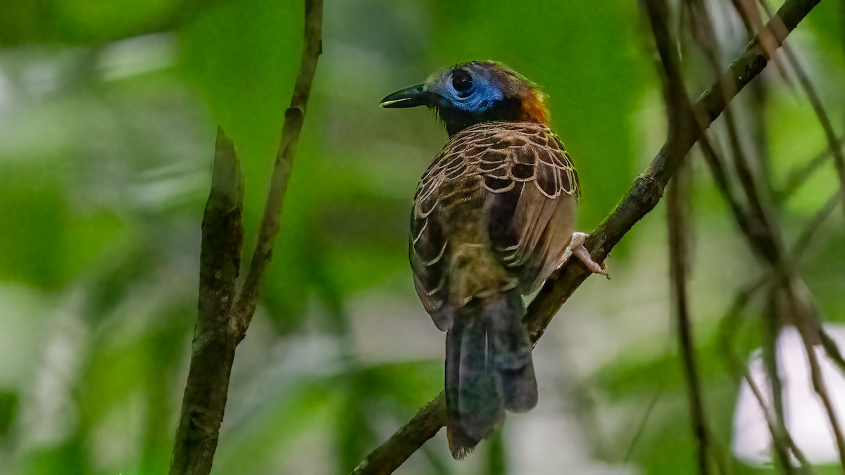 Ocellated Antbird - ML625679956