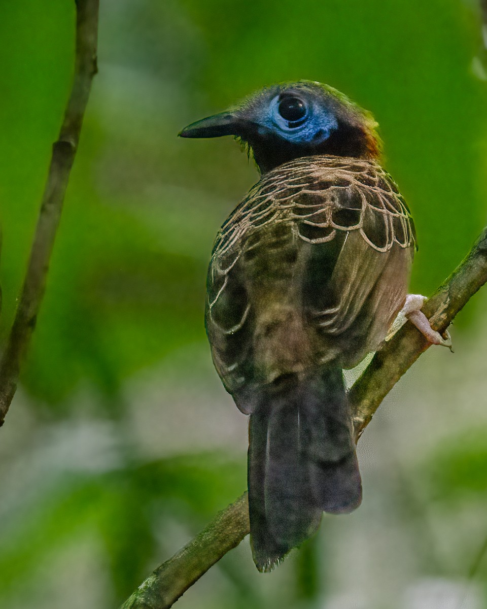 Ocellated Antbird - ML625679958