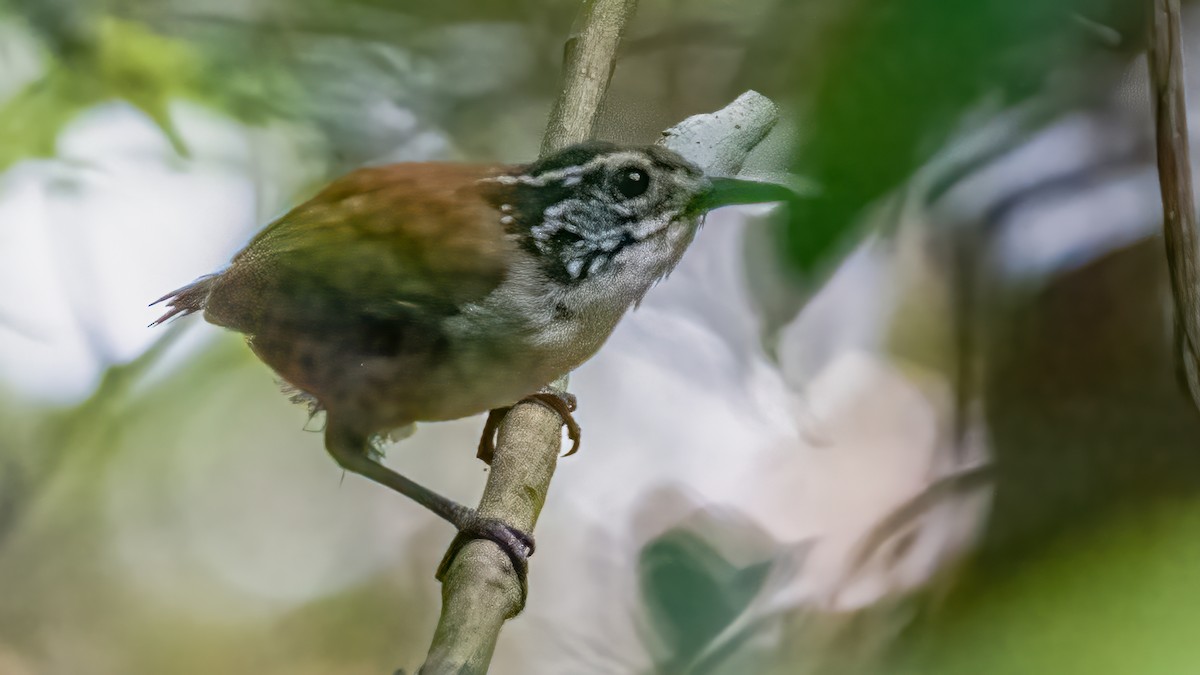 White-breasted Wood-Wren - ML625680037