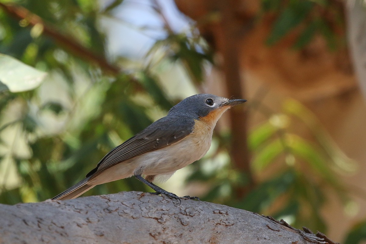 Broad-billed Flycatcher - ML625680131