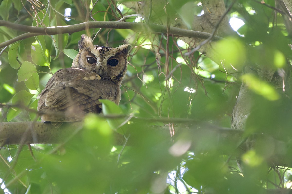 Collared Scops-Owl - ML625680147