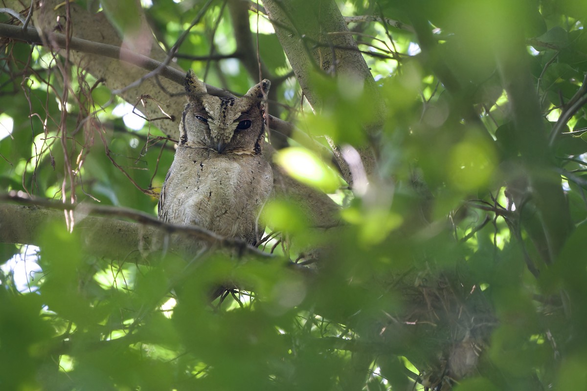 Collared Scops-Owl - ML625680148