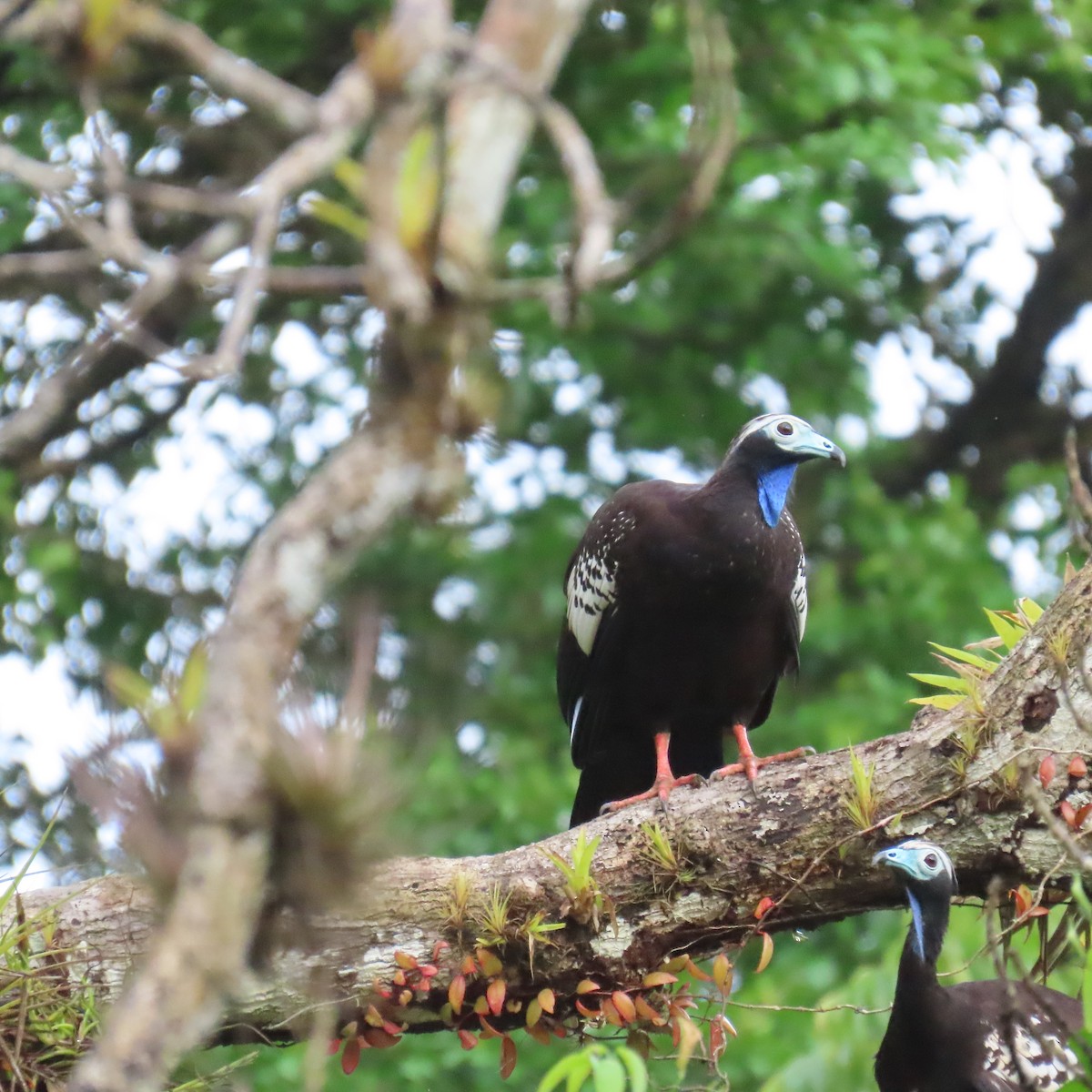 Trinidad Piping-Guan - ML625680300