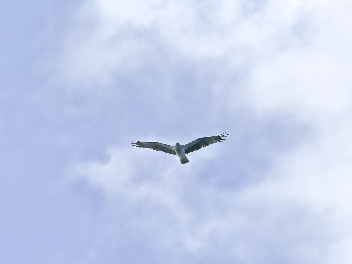 fiskeørn - ML625680317