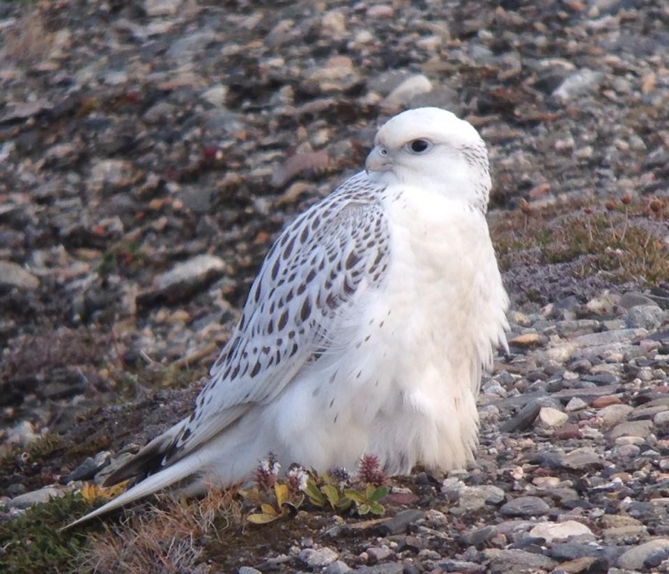 Gyrfalcon - ML625680325