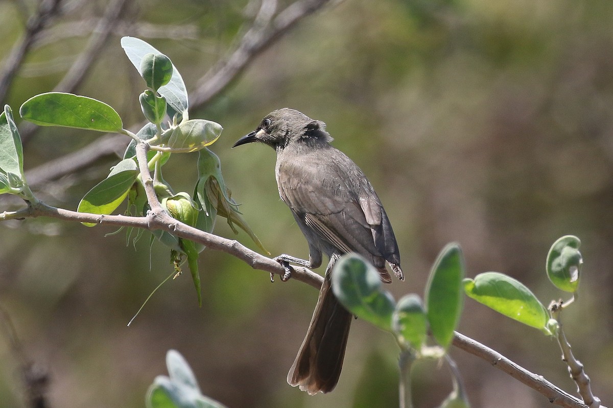 White-gaped Honeyeater - ML625680458