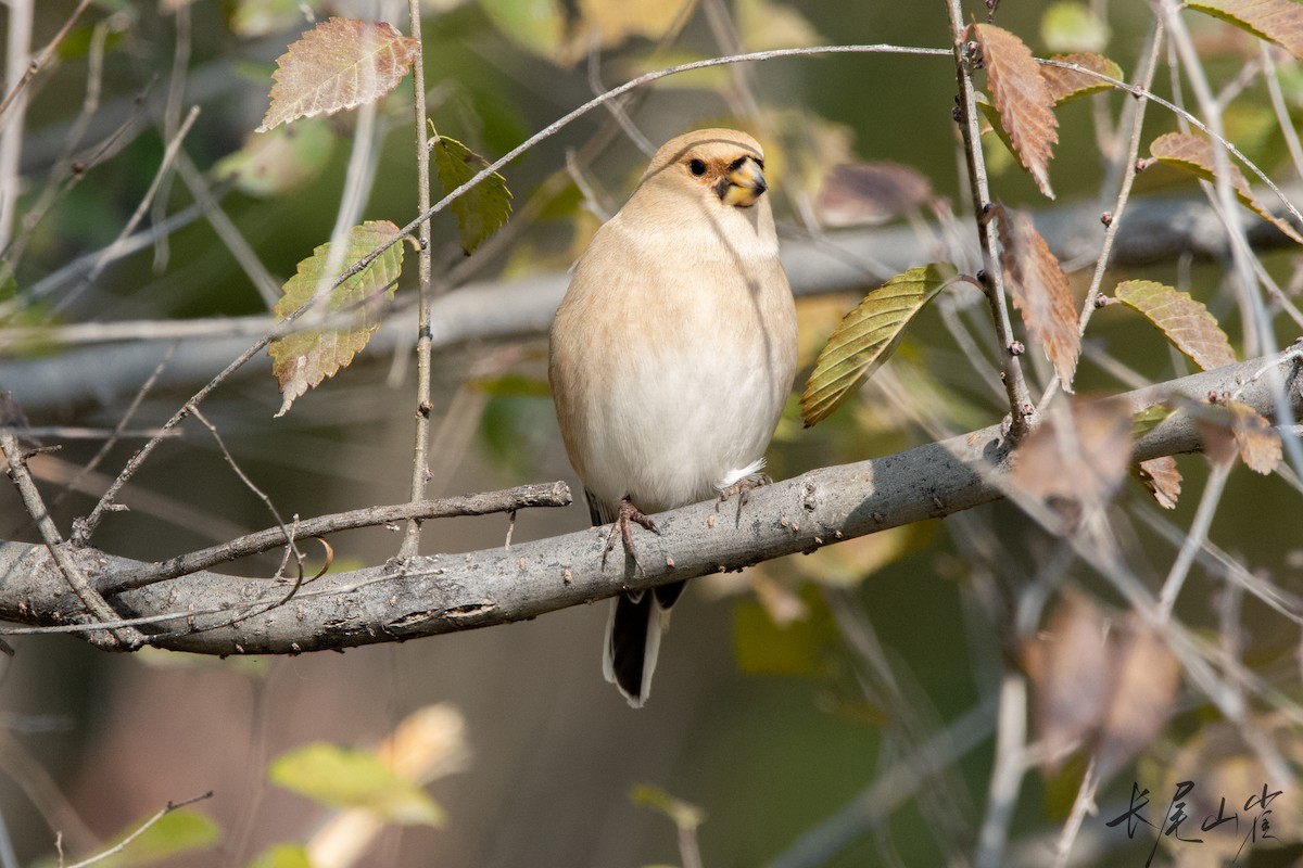 Desert Finch - ML625680579