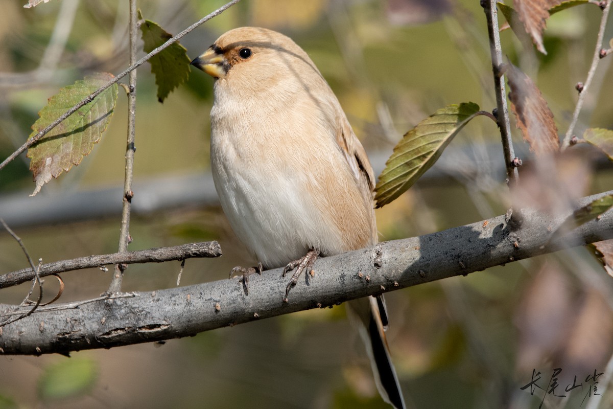 Desert Finch - ML625680580