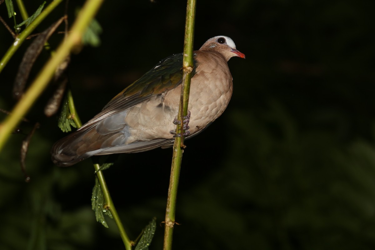 holub zelenokřídlý - ML625680652