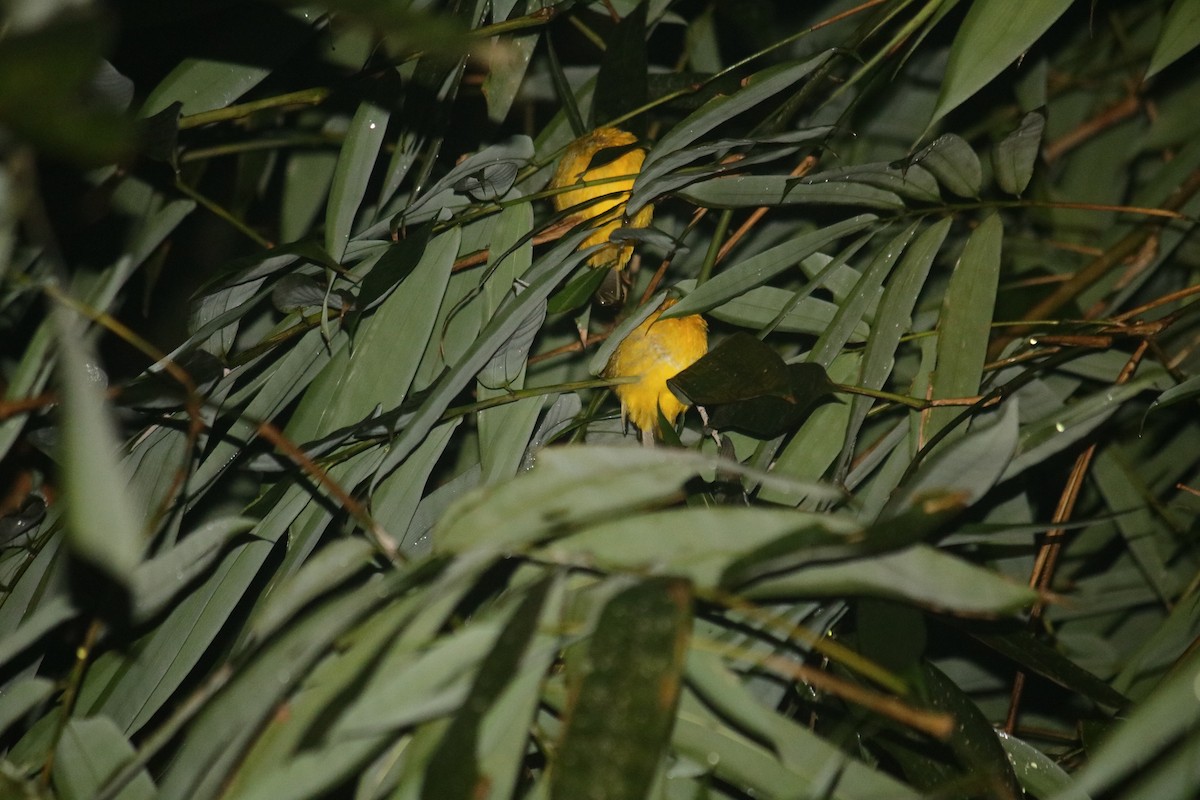 Ruby-throated Bulbul - ML625680660