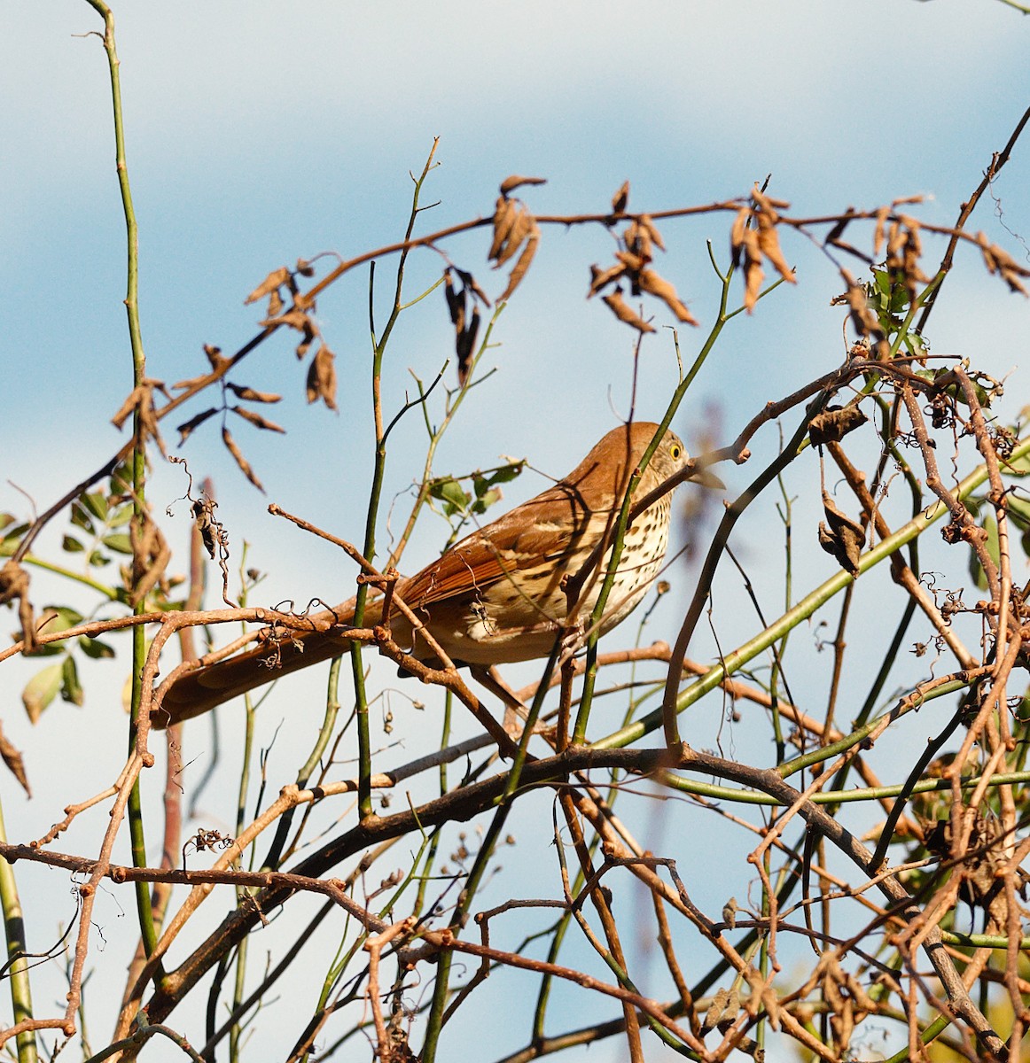 Brown Thrasher - ML625680742