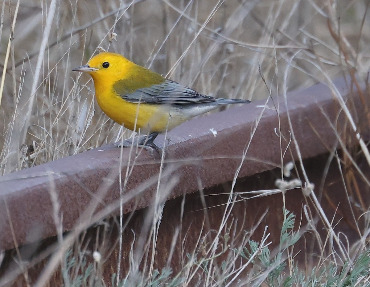 Prothonotary Warbler - ML625680757