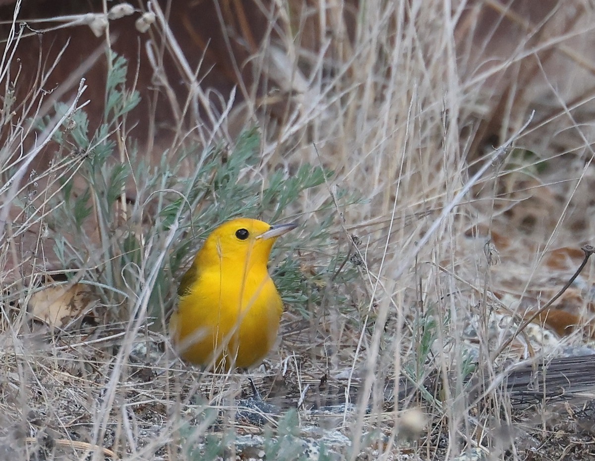 Prothonotary Warbler - ML625680760