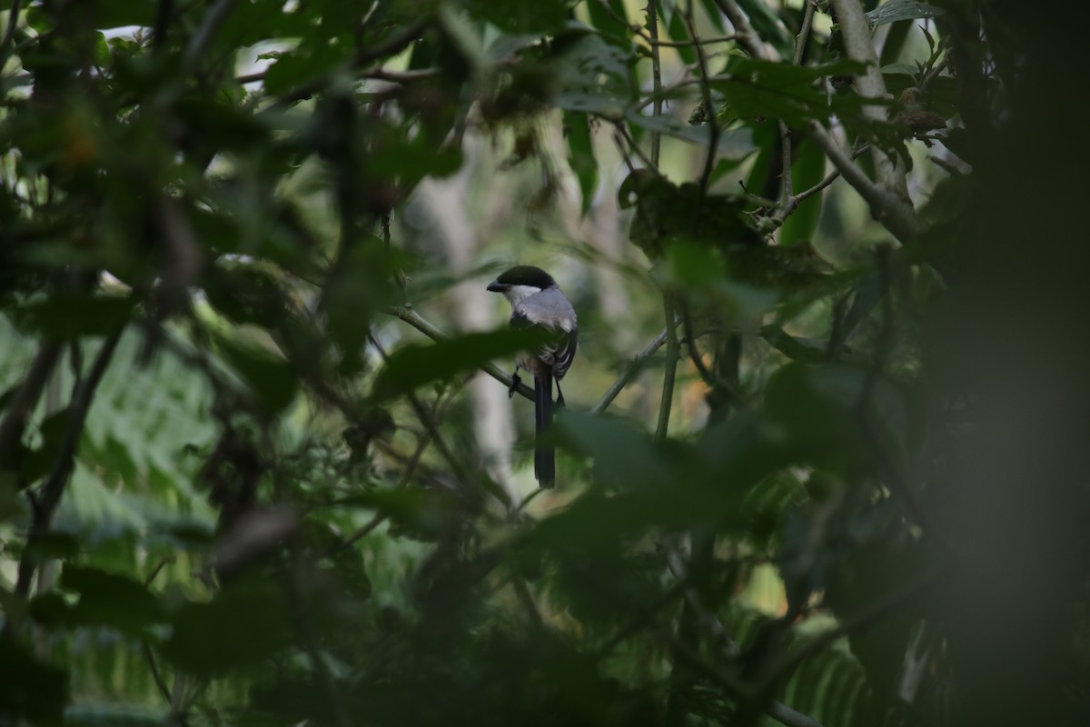 ťuhýk královský (ssp. bentet) - ML625680791