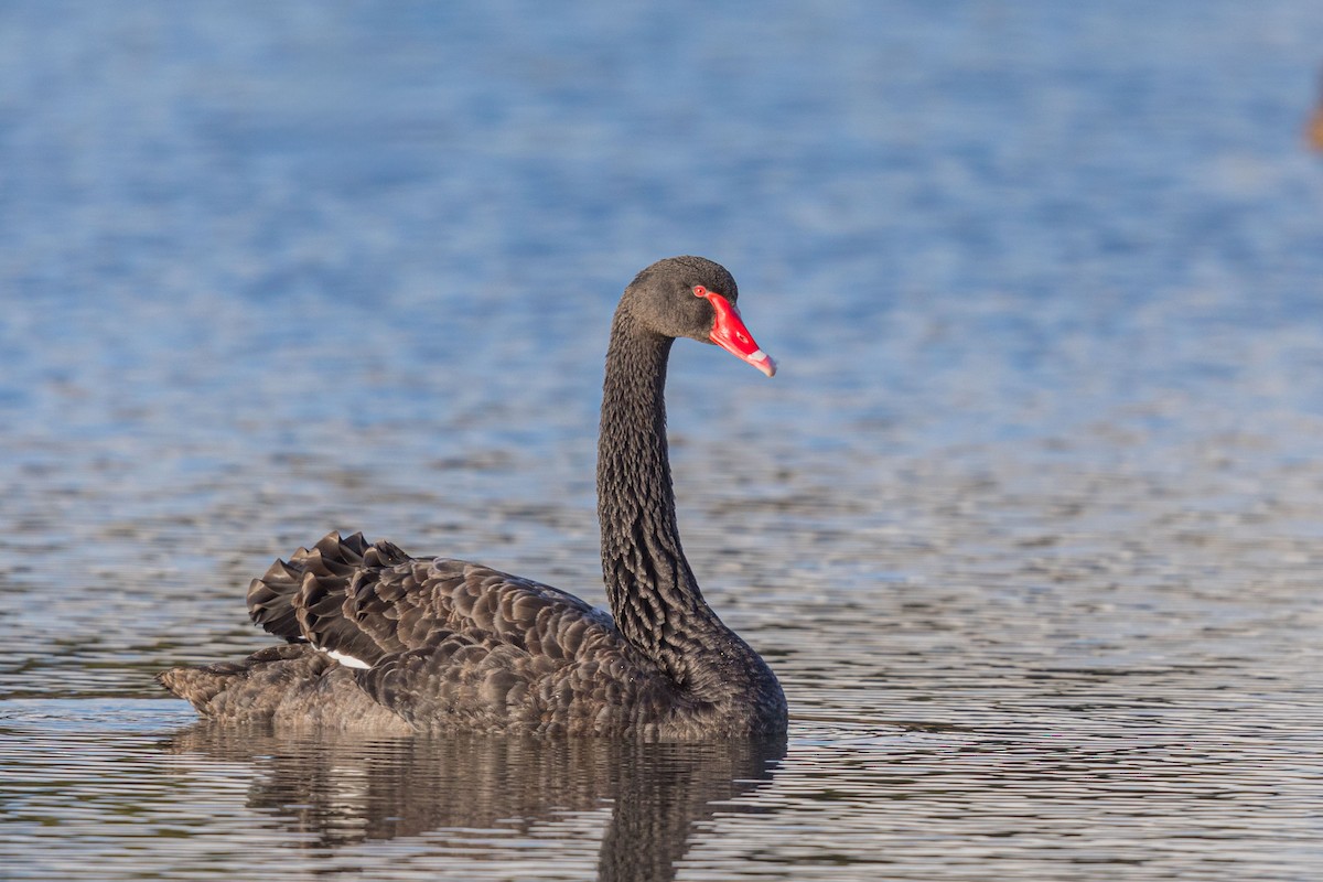 Black Swan - ML625680806