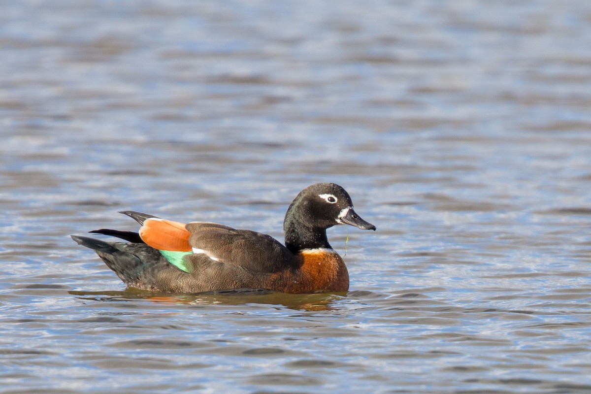 Australian Shelduck - ML625680807