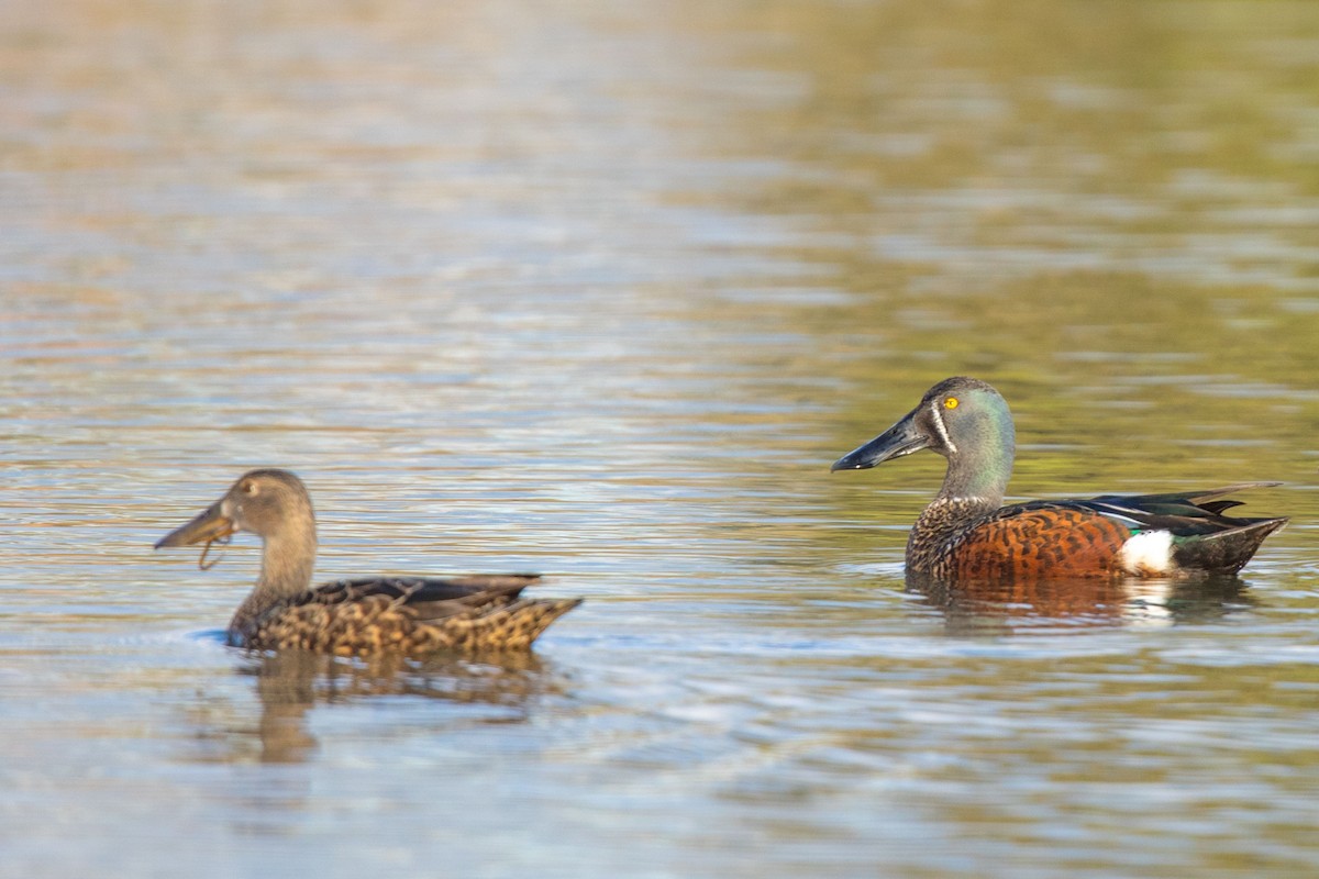 Australasian Shoveler - ML625680808