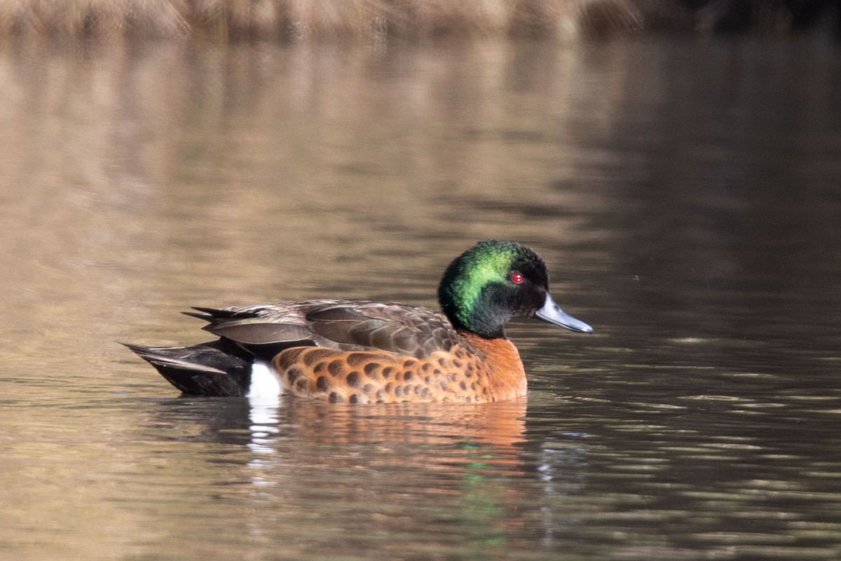 Chestnut Teal - ML625680816