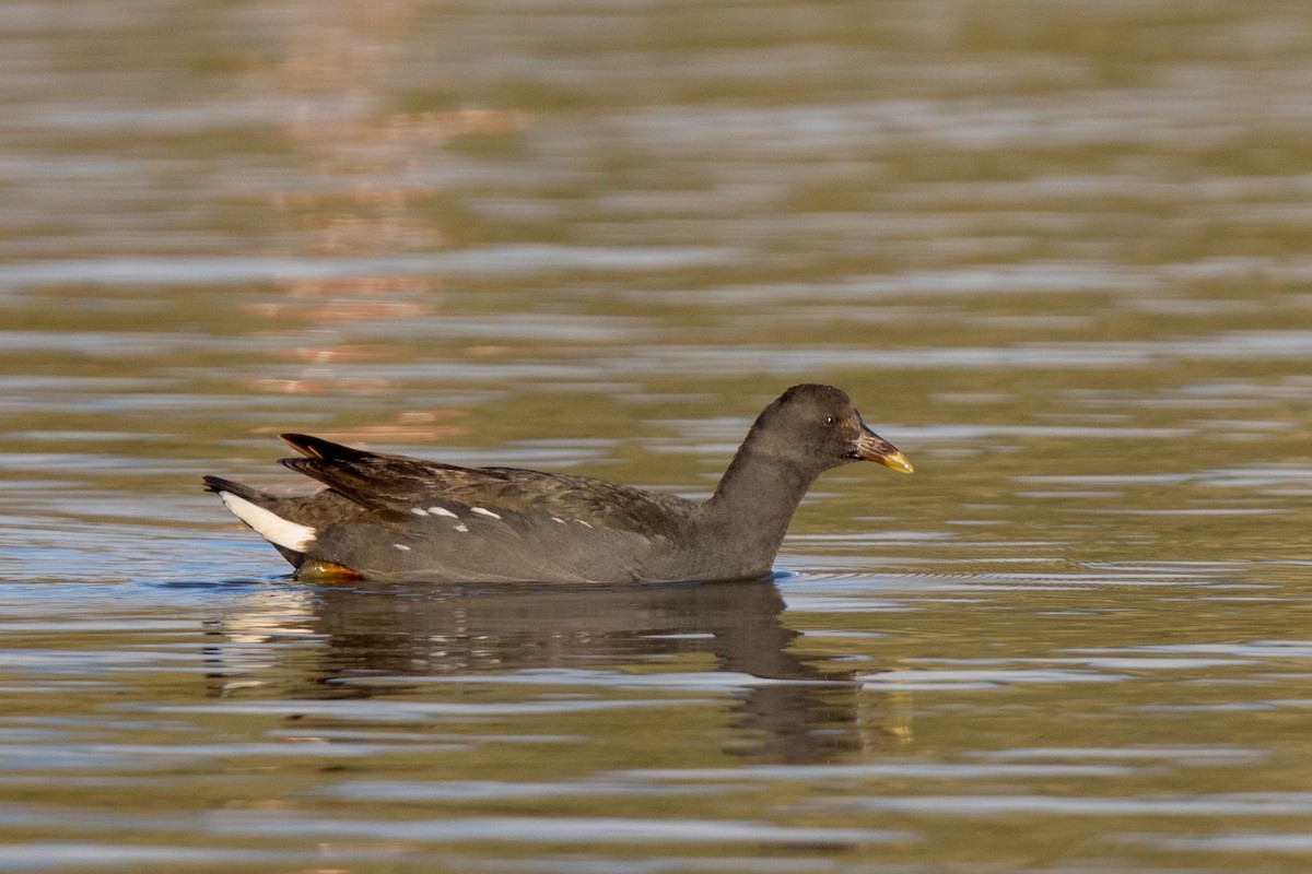Dusky Moorhen - ML625680819