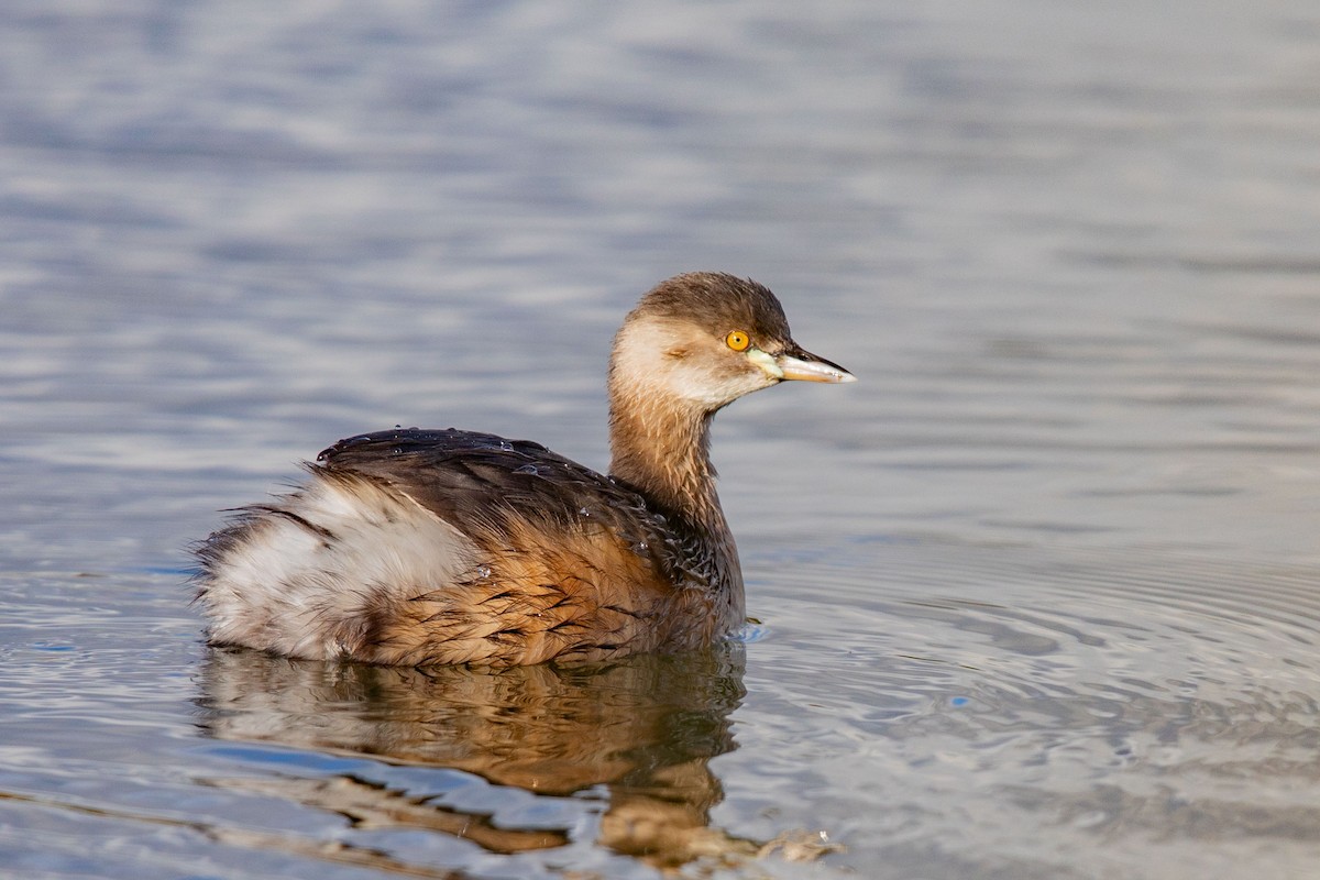 Australasian Grebe - ML625680821