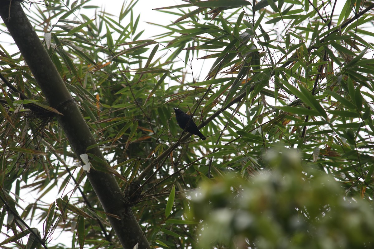 špaček malý - ML625680822