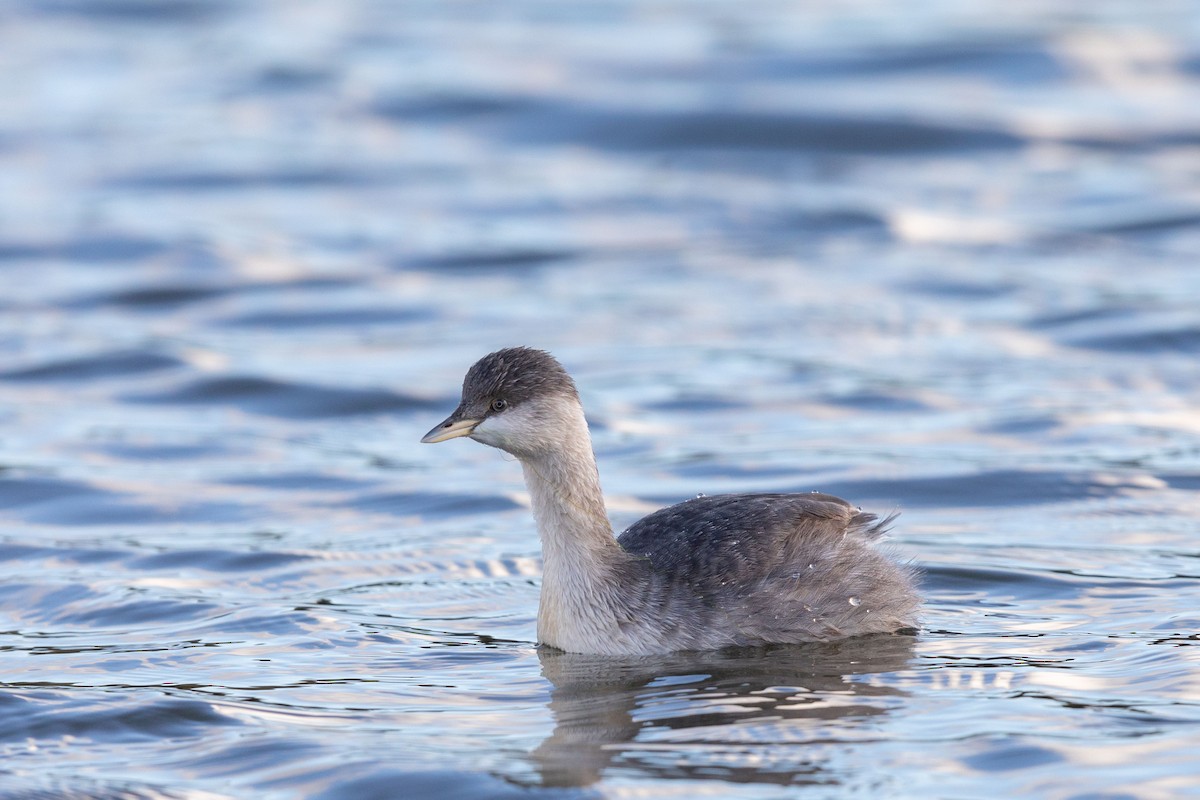 Hoary-headed Grebe - ML625680825
