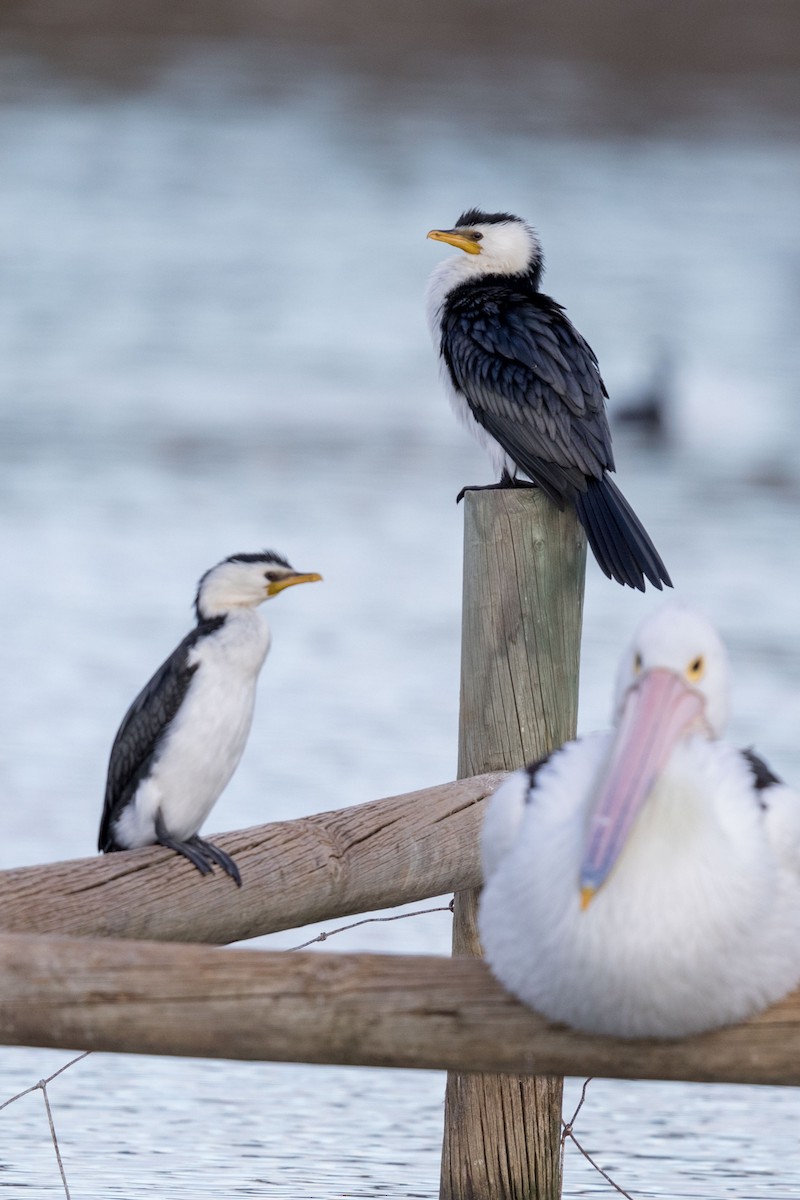 Little Pied Cormorant - ML625680828