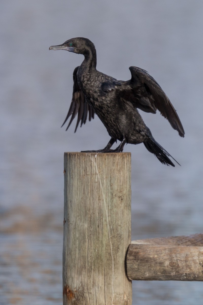 Little Black Cormorant - ML625680829