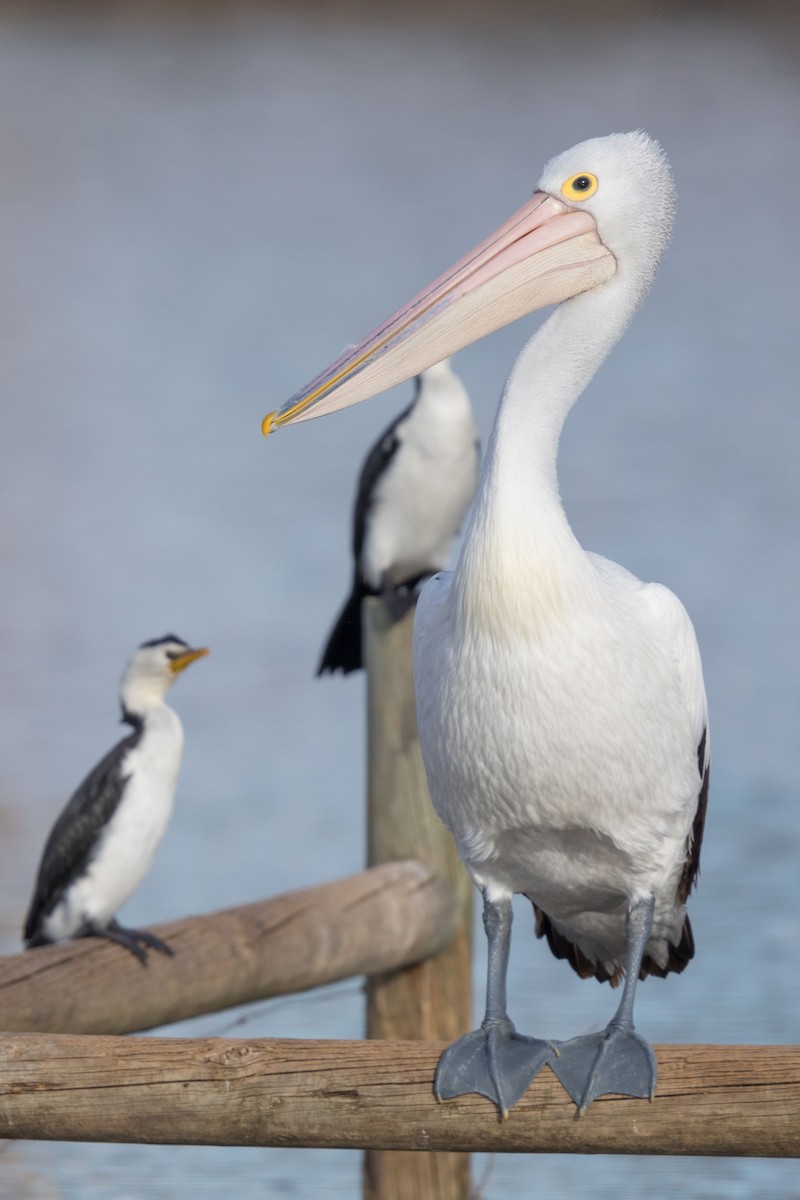 Australian Pelican - ML625680841