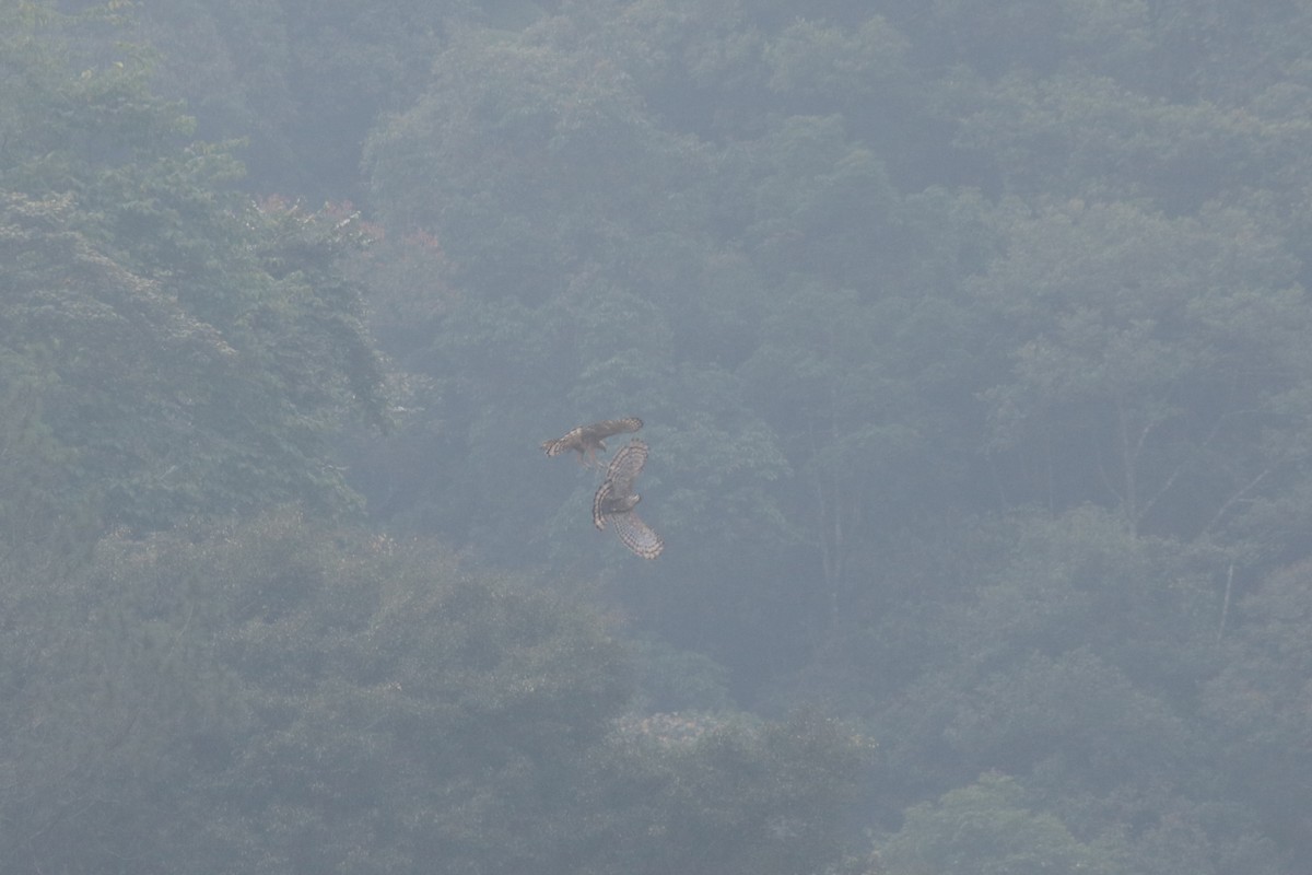 orel jávský - ML625680849