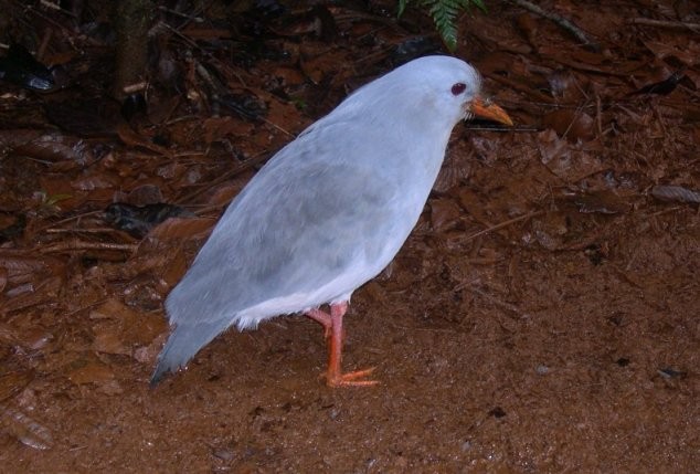 Kagu - ML625680923