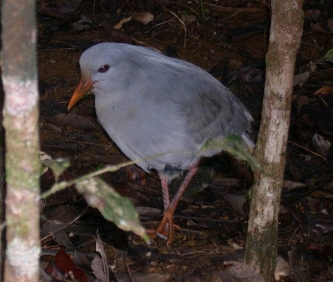 Kagu - ML625680925