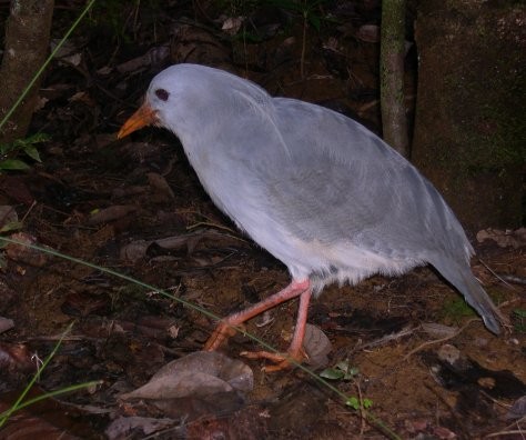 Kagu - ML625680926