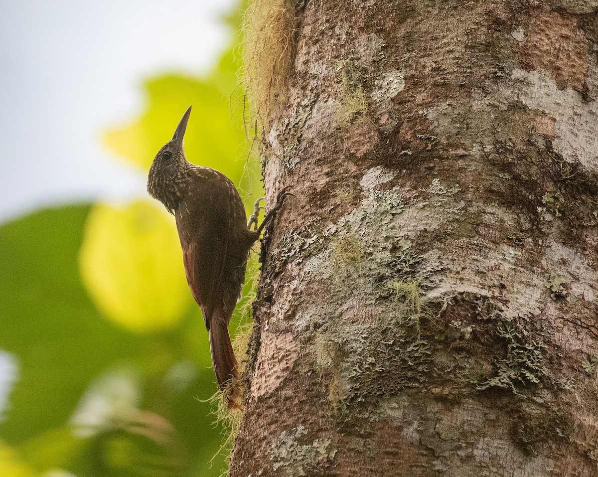 Olive-backed Woodcreeper - ML625681002