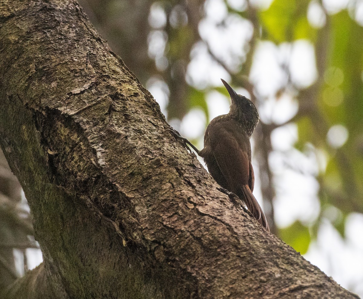 Olive-backed Woodcreeper - ML625681006