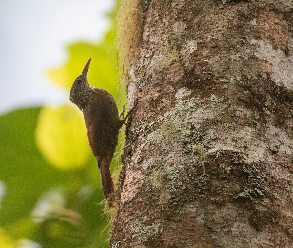 Olive-backed Woodcreeper - ML625681007