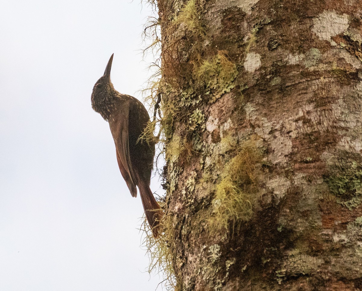 Olive-backed Woodcreeper - ML625681008