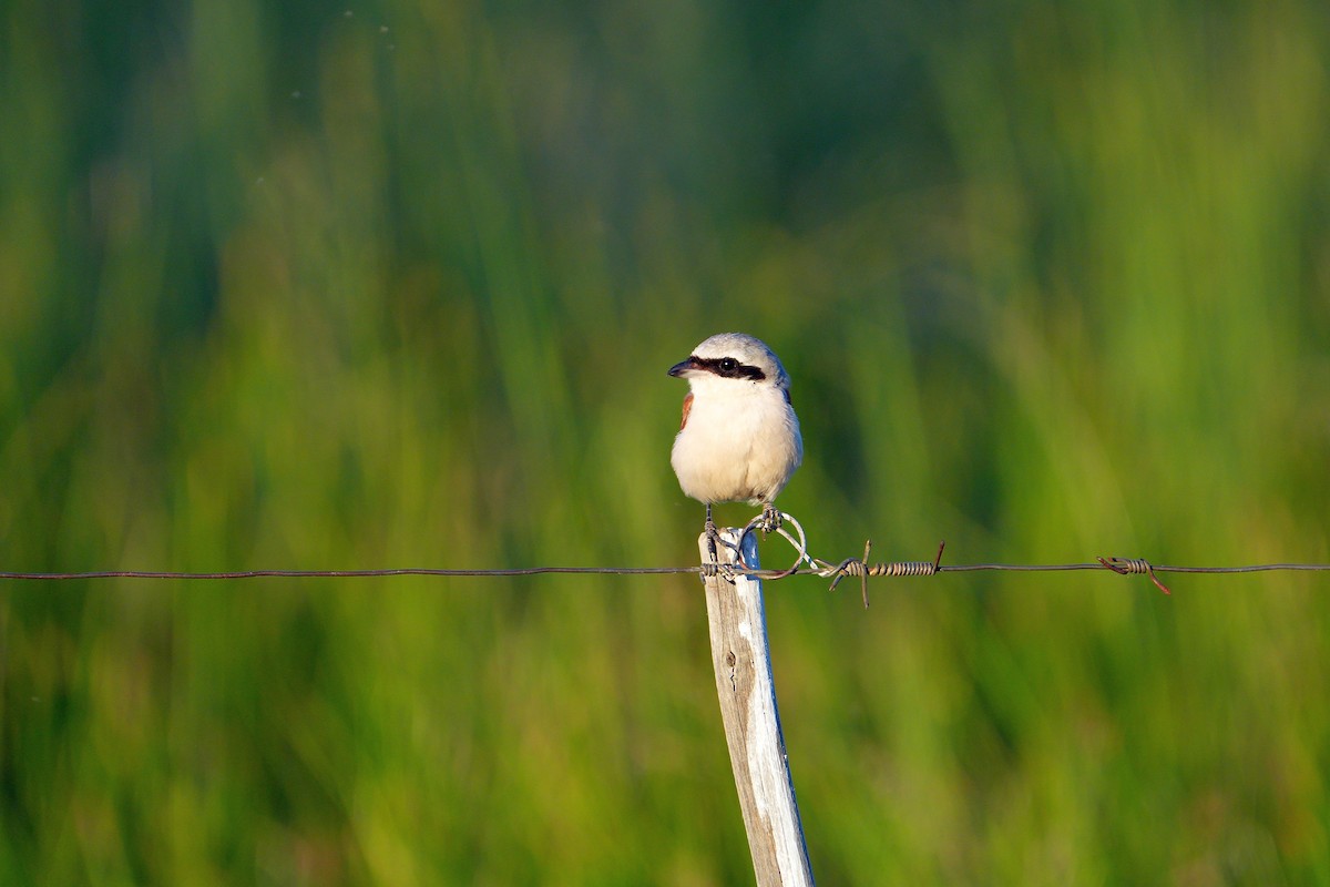 Red-backed Shrike - ML625681034